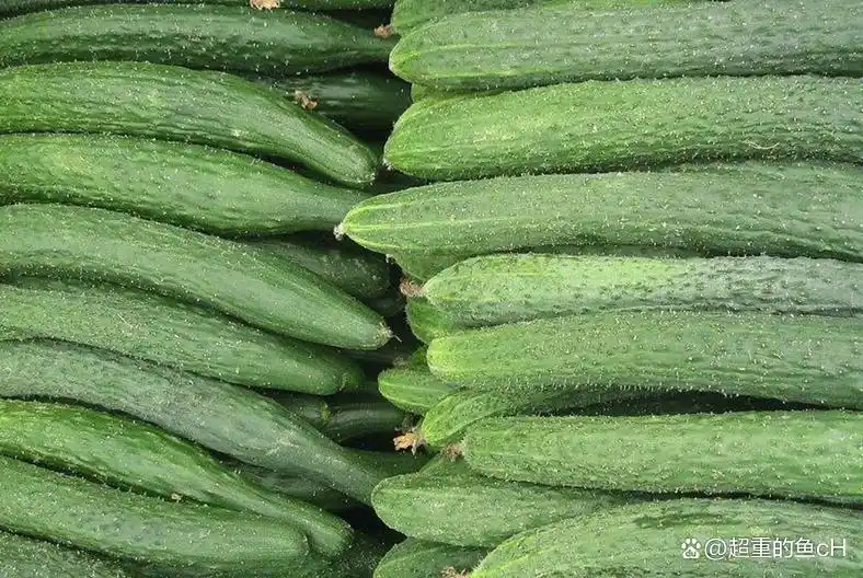秋黄瓜最佳种植时间及高产技巧：老农经验分享