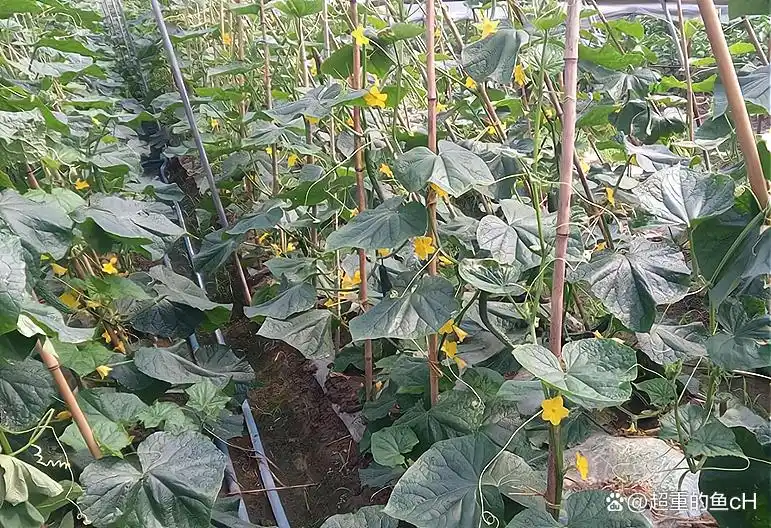 秋黄瓜最佳种植时间及高产技巧：老农经验分享