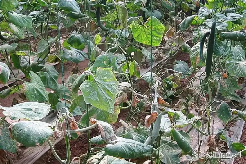 秋黄瓜最佳种植时间及高产技巧：老农经验分享