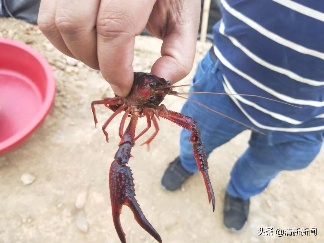 稻田养殖小龙虾技术揭秘：鲜嫩可口，食神级美味体验