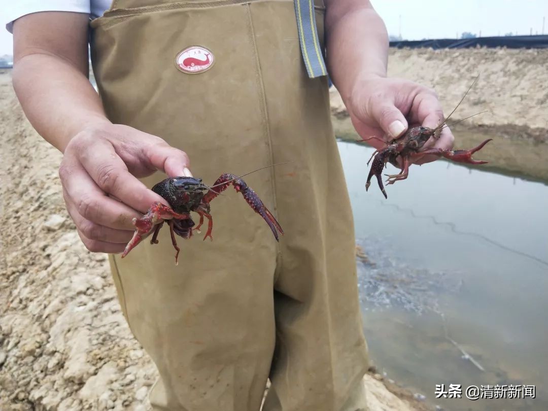 稻田养殖小龙虾技术揭秘：鲜嫩可口，食神级美味体验