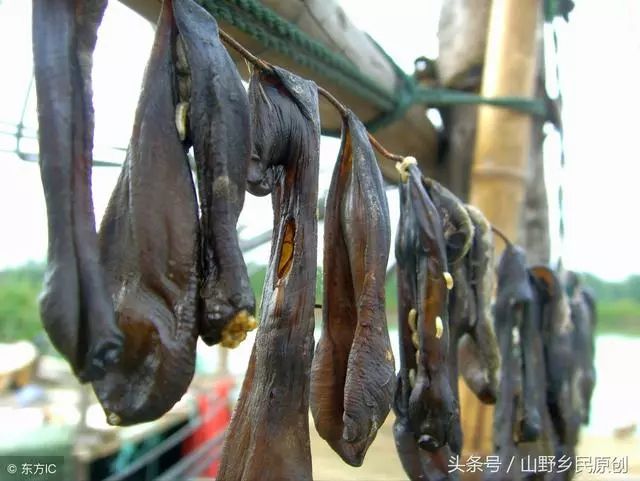 水蛭养殖的庞氏骗局：你是否已经中招？揭秘真相