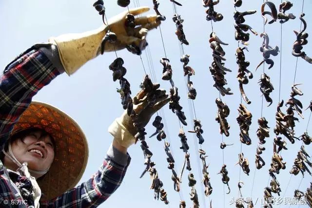 水蛭养殖的庞氏骗局：你是否已经中招？揭秘真相