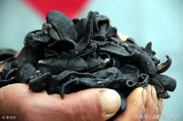 水蛭养殖的庞氏骗局：你是否已经中招？揭秘真相