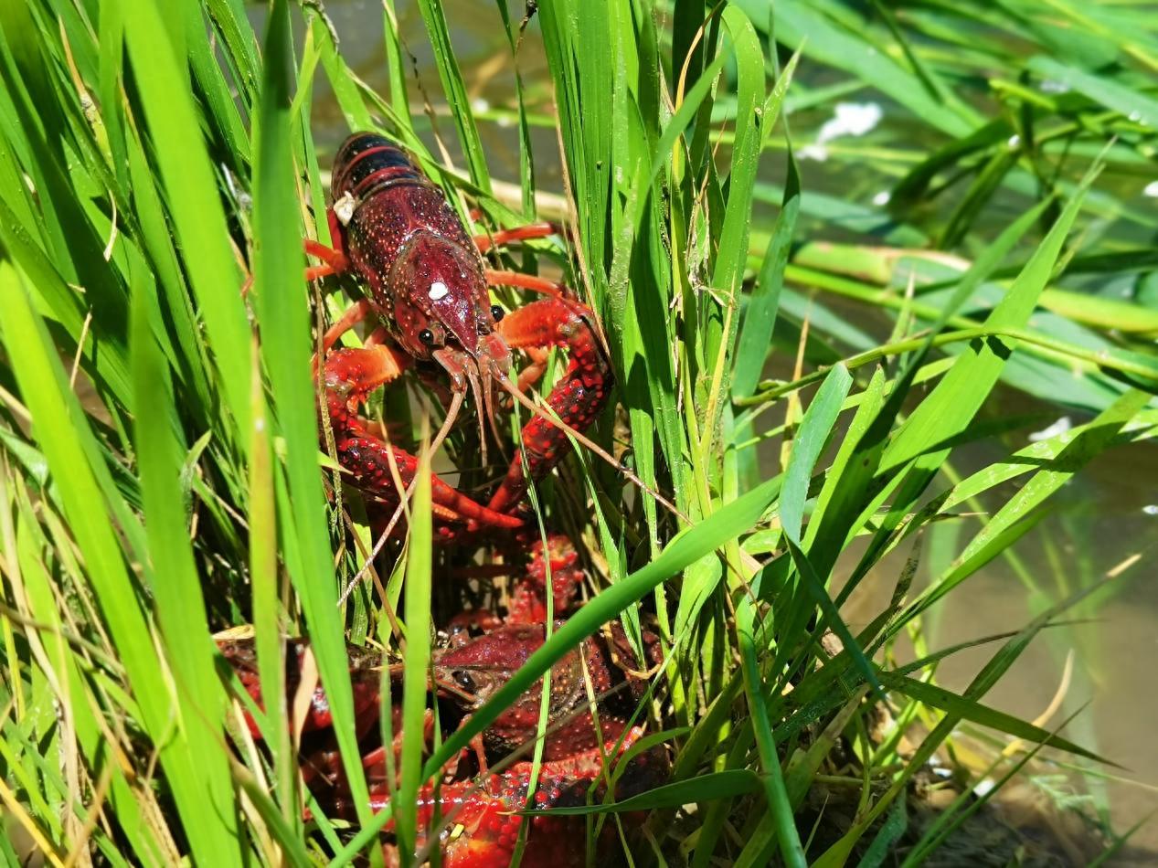 泽普稻田与小龙虾共舞：稻虾共生打造丰收美景