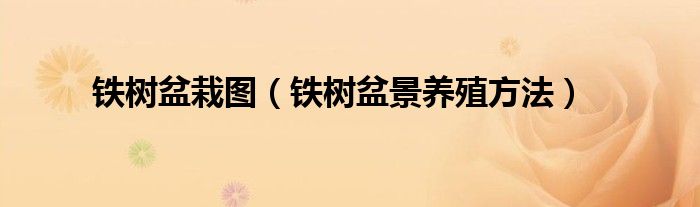 铁树盆栽图欣赏与铁树盆景养殖方法全攻略