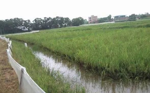 小龙虾养殖技术全攻略：挖沟、筑堤、种草与青苔处理技巧详解