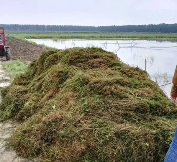 小龙虾养殖技术全攻略：挖沟、筑堤、种草与青苔处理技巧详解