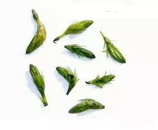 小龙虾养殖技术全攻略：挖沟、筑堤、种草与青苔处理技巧详解