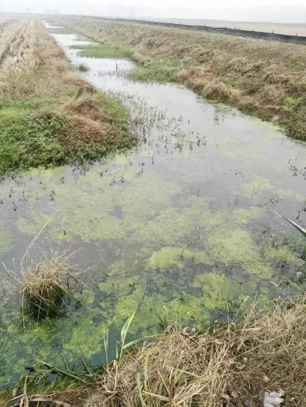 小龙虾养殖技术全攻略：挖沟、筑堤、种草与青苔处理技巧详解