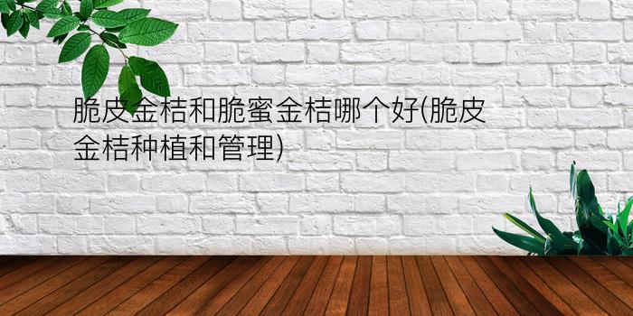 脆皮金桔与脆蜜金桔对比：哪个更好？脆皮金桔种植与管理的全面指南