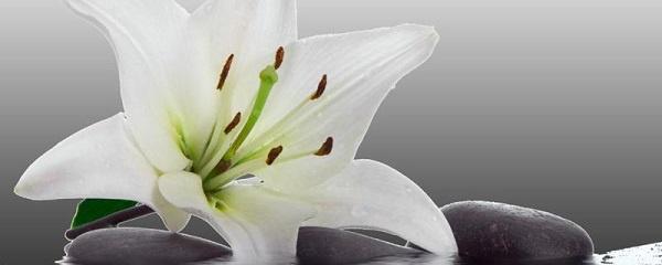 香水百合花怎么养殖
