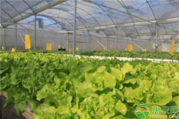 冰菜种植时间与栽培技术详解：如何高效种植冰菜