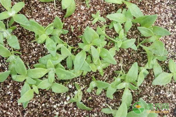 冰菜的种植时间及栽培技术-图片版权归惠农网所有
