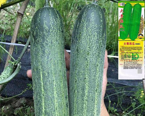 从选种到收获：黄瓜种子的种植技巧全攻略，轻松教你种出好黄瓜