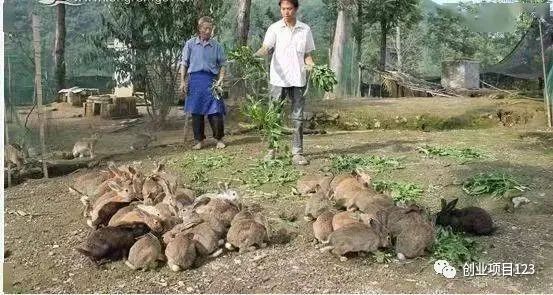 2023年农村养殖项目排行榜：适合农村的几种养殖项目推荐