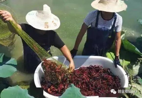 2023年农村养殖项目排行榜：适合农村的几种养殖项目推荐