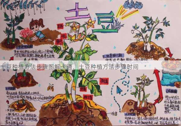 土豆种植方法步骤图解卡通：详细时间与步骤指南