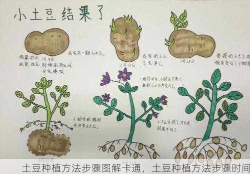土豆种植方法步骤图解卡通，土豆种植方法步骤时间
