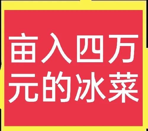 揭秘冰菜高价之谜：外观奇特，为何能卖到十多块钱一斤？