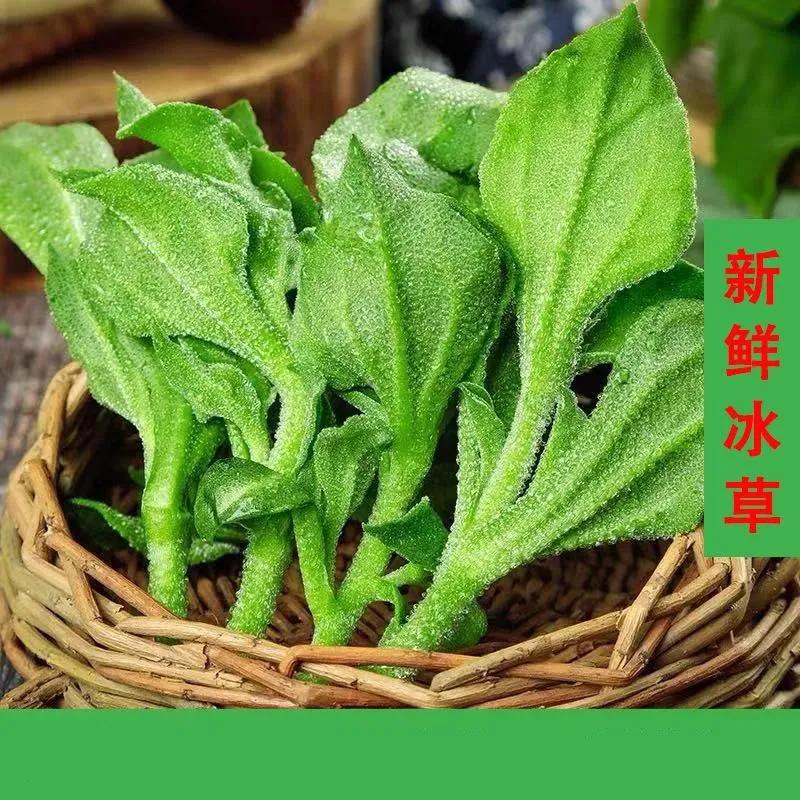 揭秘冰菜高价之谜：外观奇特，为何能卖到十多块钱一斤？