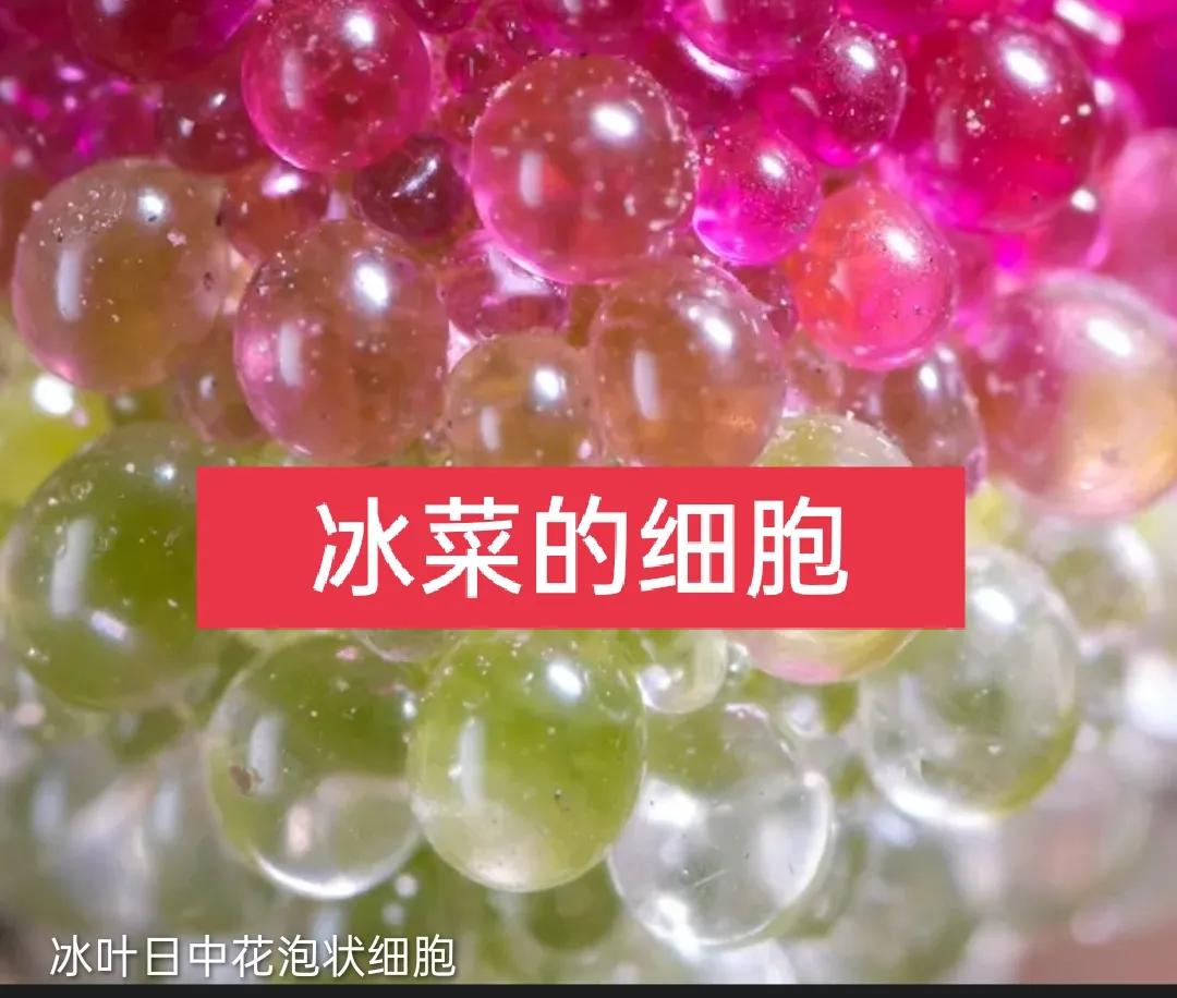 揭秘冰菜高价之谜：外观奇特，为何能卖到十多块钱一斤？