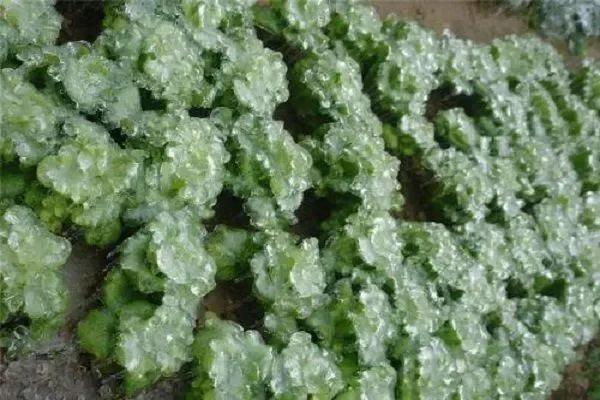 揭秘冰菜高价之谜：外观奇特，为何能卖到十多块钱一斤？