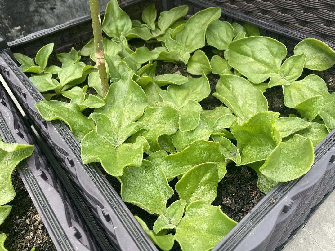 揭秘冰菜高价之谜：外观奇特，为何能卖到十多块钱一斤？