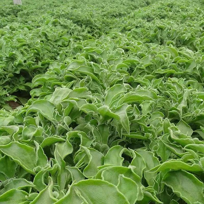 揭秘冰菜高价之谜：外观奇特，为何能卖到十多块钱一斤？