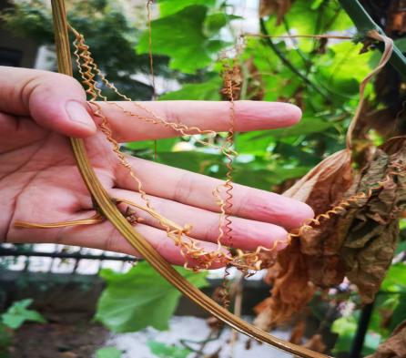 吕金顺教授退休后种植丝瓜的独特生活故事与经验分享