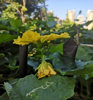吕金顺教授退休后种植丝瓜的独特生活故事与经验分享