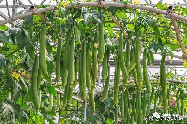 丝瓜和南瓜栽培技巧：整枝打顶与施肥指南，提高坐瓜率的实用方法