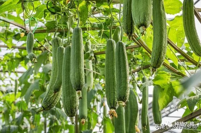 丝瓜和南瓜栽培技巧：整枝打顶与施肥指南，提高坐瓜率的实用方法