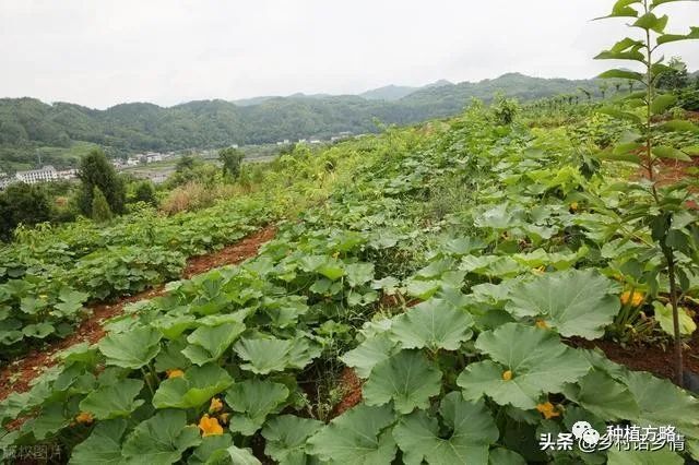 丝瓜和南瓜栽培技巧：整枝打顶与施肥指南，提高坐瓜率的实用方法