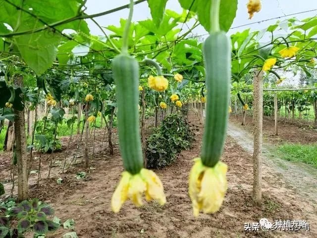 丝瓜和南瓜栽培技巧：整枝打顶与施肥指南，提高坐瓜率的实用方法