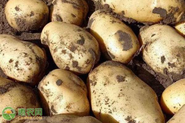 最佳土豆种植时间及生长周期详解：几月份种土豆最好？土豆的生长周期多少天？