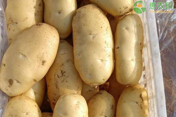 最佳土豆种植时间及生长周期详解：几月份种土豆最好？土豆的生长周期多少天？