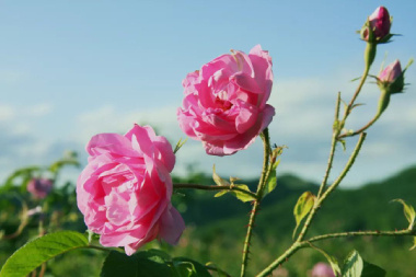 香水玫瑰的养殖方法：从选种到开花的完整指南