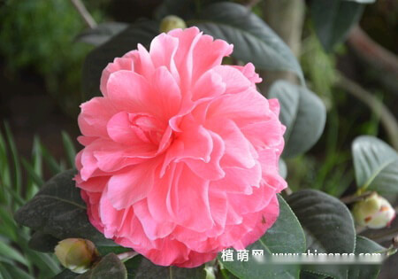 山茶花怎么养，8种日常养护方法和事项