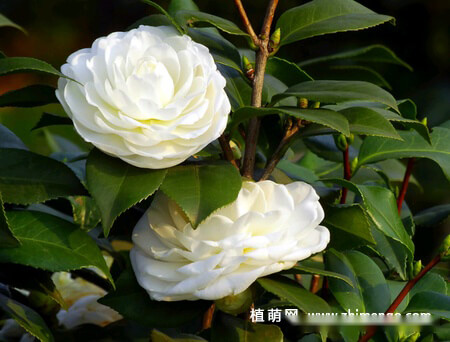 山茶花怎么养，8种日常养护方法和事项 第2张