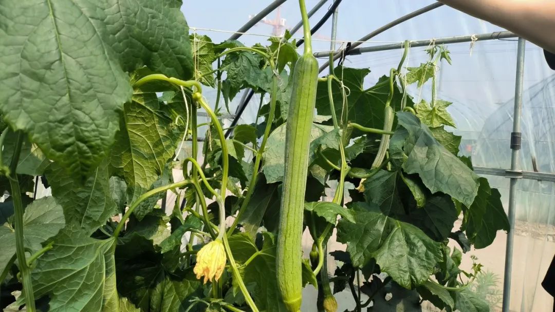 桐乡丝瓜大王：揭秘当地丝瓜种植的秘诀与成功故事