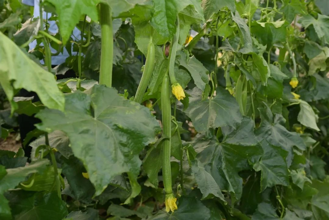 桐乡丝瓜大王：揭秘当地丝瓜种植的秘诀与成功故事