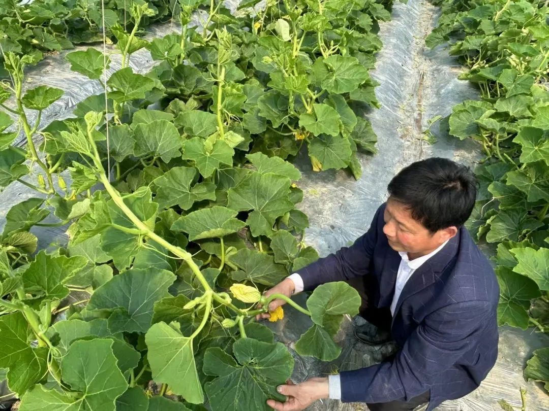 桐乡丝瓜大王：揭秘当地丝瓜种植的秘诀与成功故事