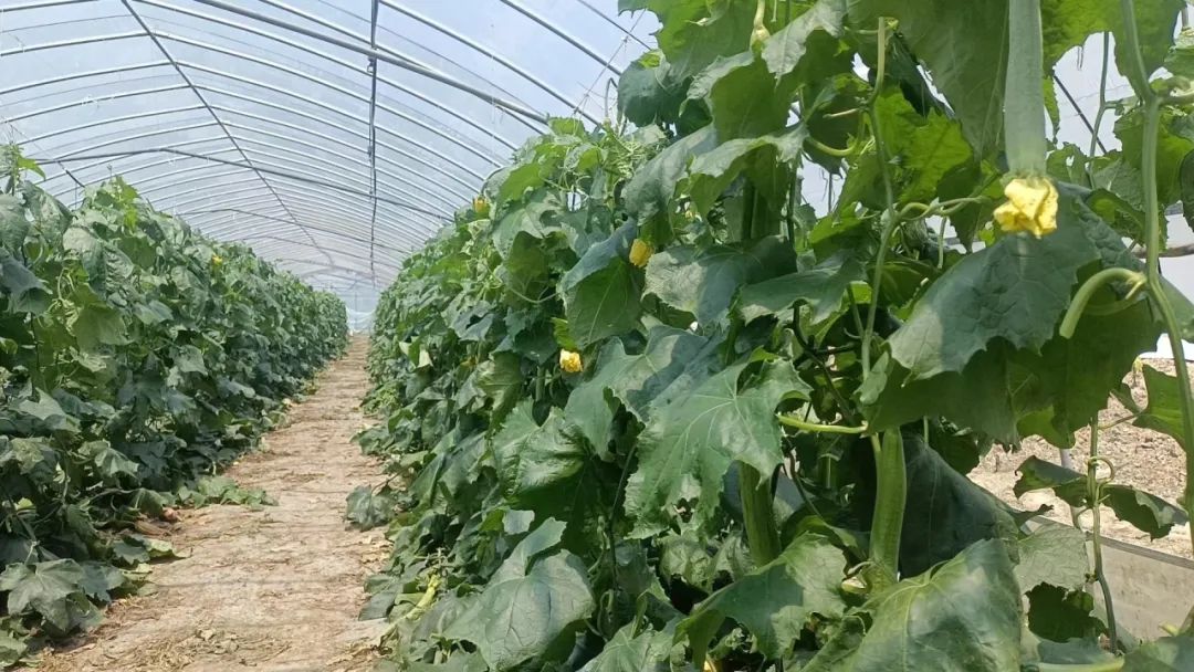 桐乡丝瓜大王：揭秘当地丝瓜种植的秘诀与成功故事