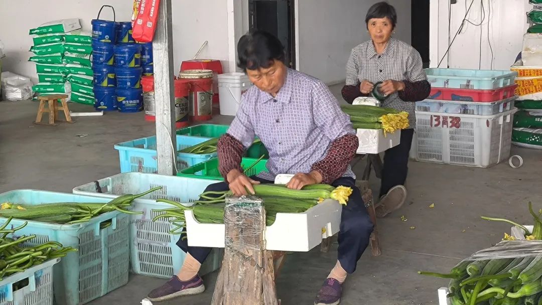 桐乡丝瓜大王：揭秘当地丝瓜种植的秘诀与成功故事