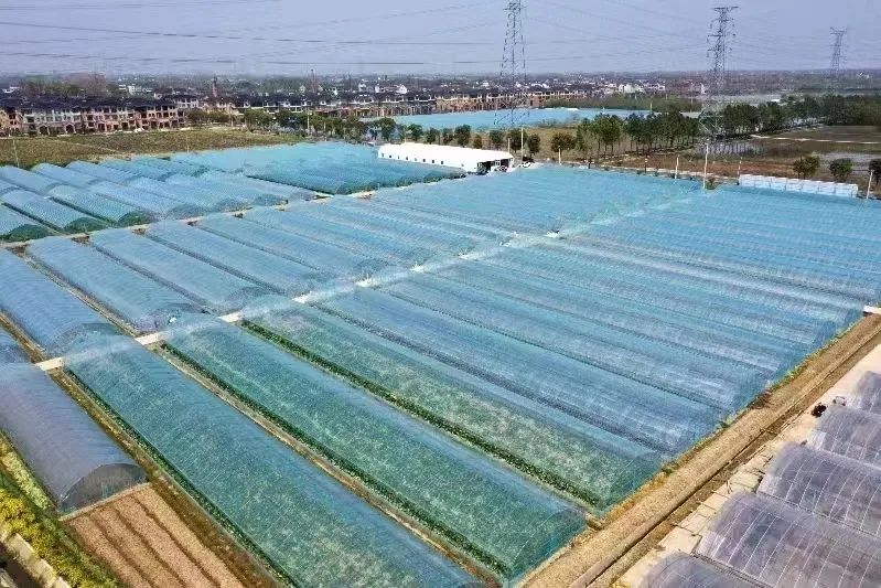 桐乡丝瓜大王：揭秘当地丝瓜种植的秘诀与成功故事
