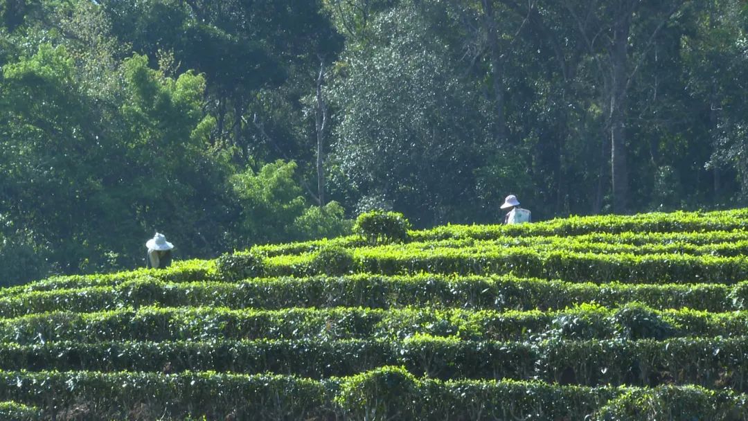 养殖生态茶花鸡：助力村民致富的有效途径