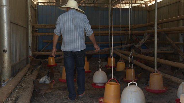 养殖生态茶花鸡：助力村民致富的有效途径