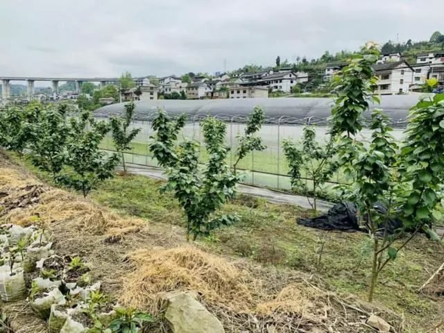 贵州黄平成功种植车厘子，预计半个月后即可采摘