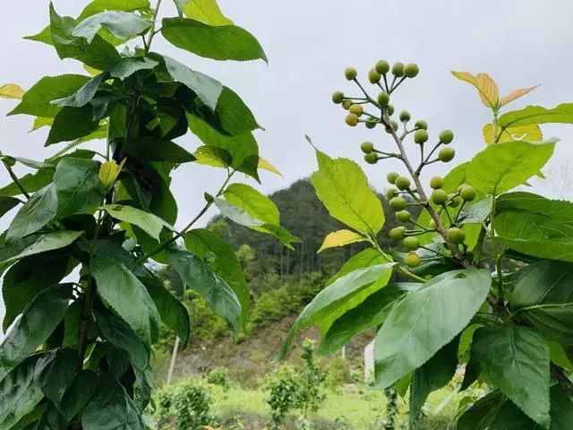 贵州黄平成功种植车厘子，预计半个月后即可采摘